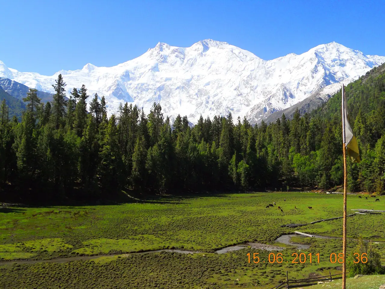 Fairy Meadows mit Wald und Nanga Parbat im Hintergrund