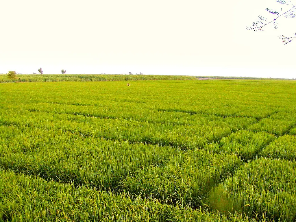 Grüne Felder in der Landschaft von Sindh in Pakistan